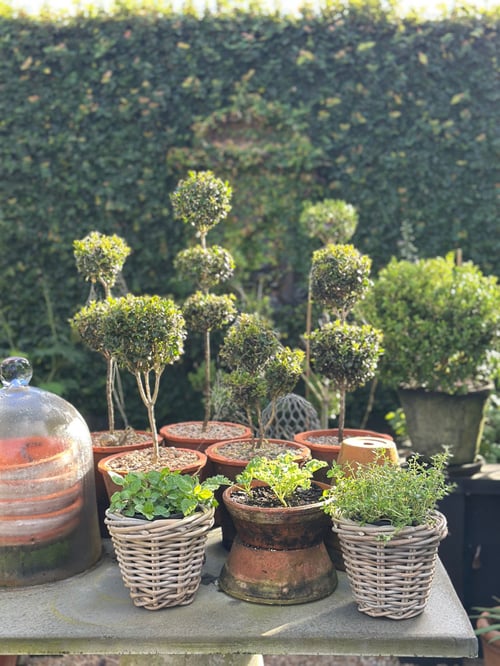 Image of Herb Basket