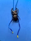 Big Beetle Bolo Tie 5