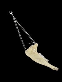 Image 2 of goat jaw hang chain