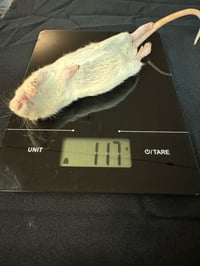Image 2 of Medium Rats 