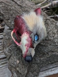 Image 1 of PUTRIFACTION - Raccoon Skull Art Piece