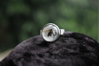 Image 9 of Dead Good naturally deceased Fly ring