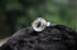 Dead Good naturally deceased Fly ring Image 9