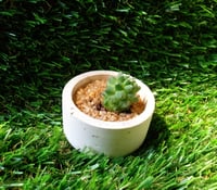 Image 2 of Organic Mammillaria Mini Pod