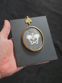 Image 1 of ANTIQUE ANATOMICAL COLLECTION - Preserved web  - 3