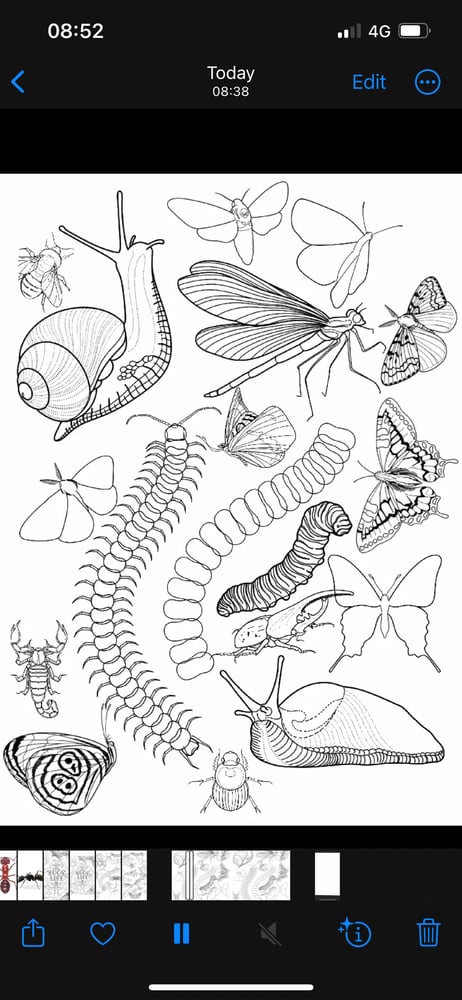 Image of ‘BUGS’ LIFE Tattoo Stamps and Shapes (177)