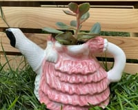 Image 1 of Echeveria 'Perle von Nurnberg' in Dancing Lady