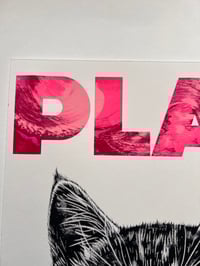 Image 4 of Playful Kittens