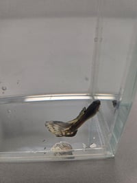 Image 3 of Assorted Male Guppies