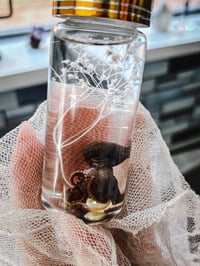 Image 6 of Wet Specimen Baby Octopus