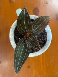 Image 4 of Jewel Orchid in Seafoam Green Teacup