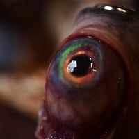 Image 7 of The Monstrous - collectible Clipper Lighter Sleeve