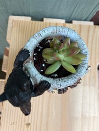 Image 3 of Coppertone Stonecrop in Black Bear Holder