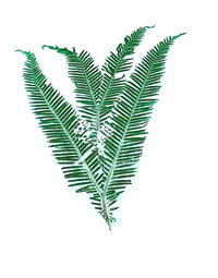 Image 3 of Fern Monoprint 