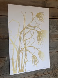 Image 1 of Miscanthus on white 