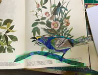 Image 1 of Seaside Sparrow