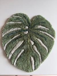 Image 2 of Monstera 