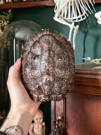 Image 4 of red bellied slider turtle shell