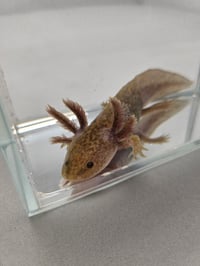 Image 3 of David Copperlake