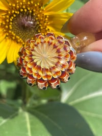 Image 8 of mini marigold