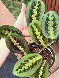 Image 1 of Prayer Plant in Green Floral Bowl