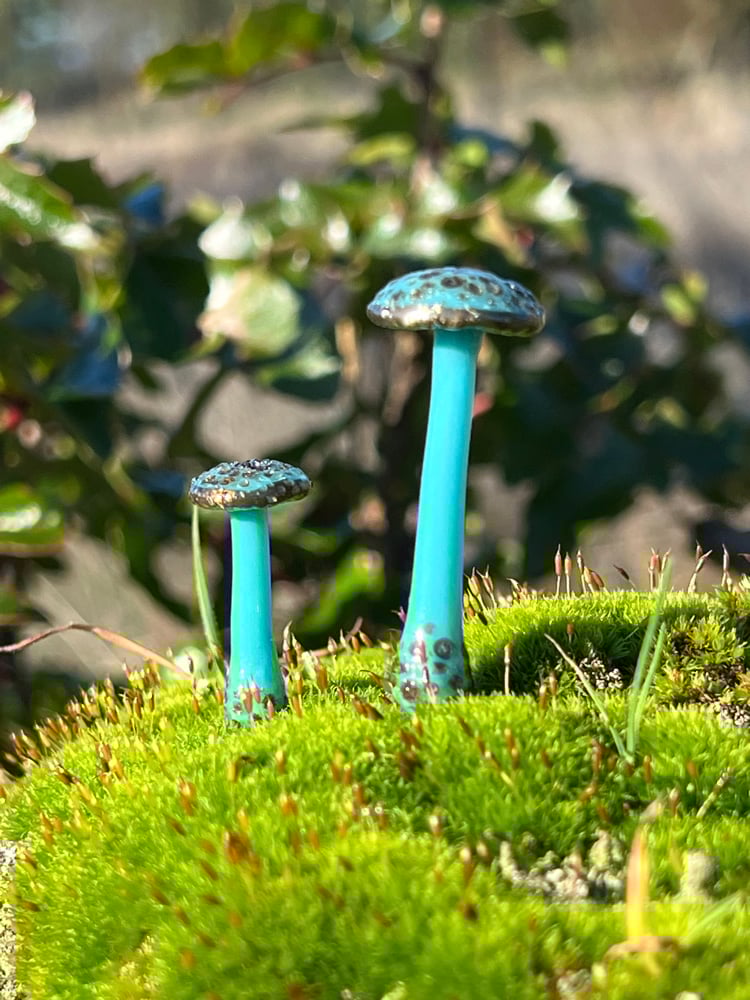 Image of 2 Brown Spotted Blue Mushroom Plant Spikes