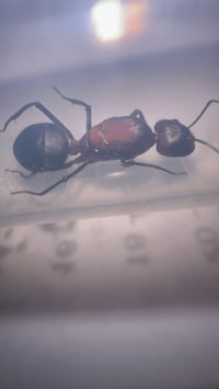 Image 1 of Camponotus angusticollis sanguinolentus