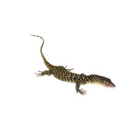 Solomon Island Mangrove Monitor 