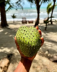 Image 1 of SOURSOP SEEDLINGS 🌱 