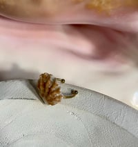 Image 10 of Shell Rings