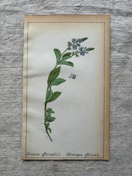 Image of Original French Botanical Plate (D)