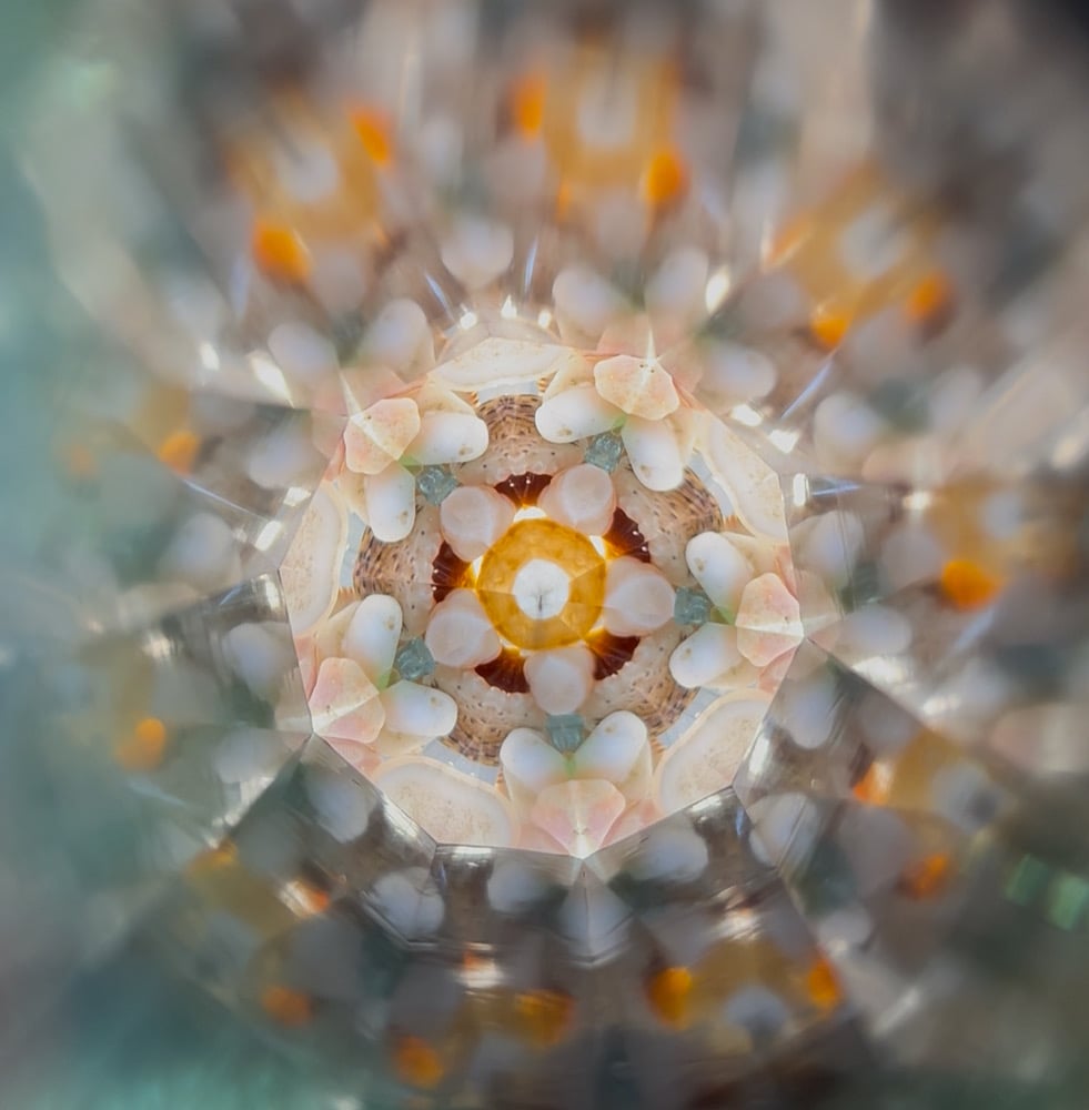 Image of Shell Beach Odyssey AuraScope