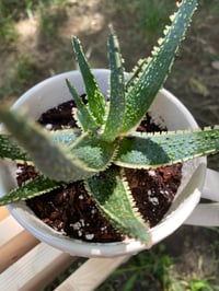 Image 2 of Christmas Carol Aloe in "Think Positive" Mug