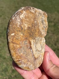 Image 6 of Australian Ammonite Fossil #1976