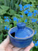 Image of Blue glazed seasoning lidded pot