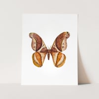 Image 1 of Rhescyntis pseudomartii moth PRINT