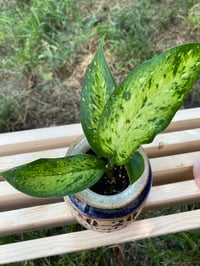 Image 2 of Dieffenbachia in "Hindsight 20-20" Vessel