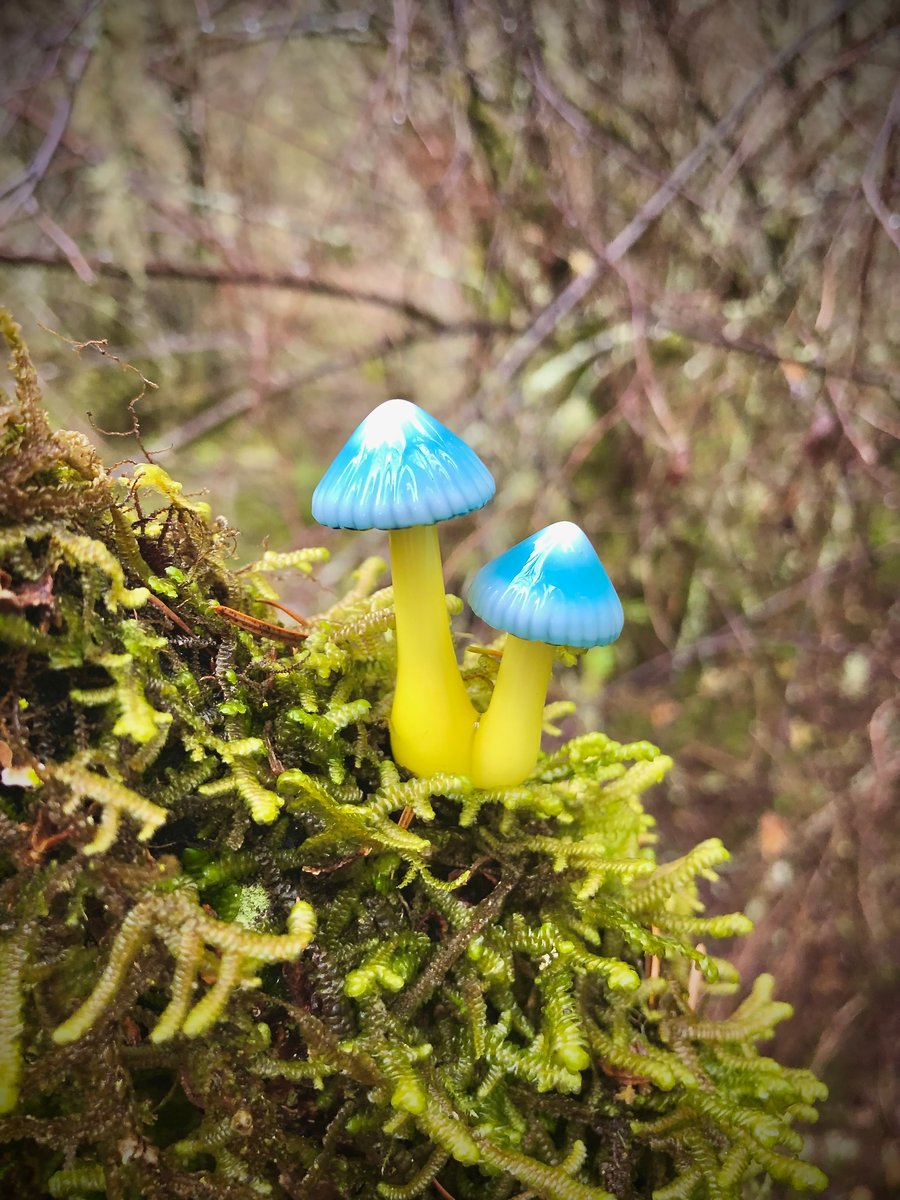 Image of Double Parrot Mushroom Plant Spike