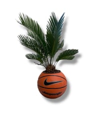 Image 1 of PLANTSBALL (XL)