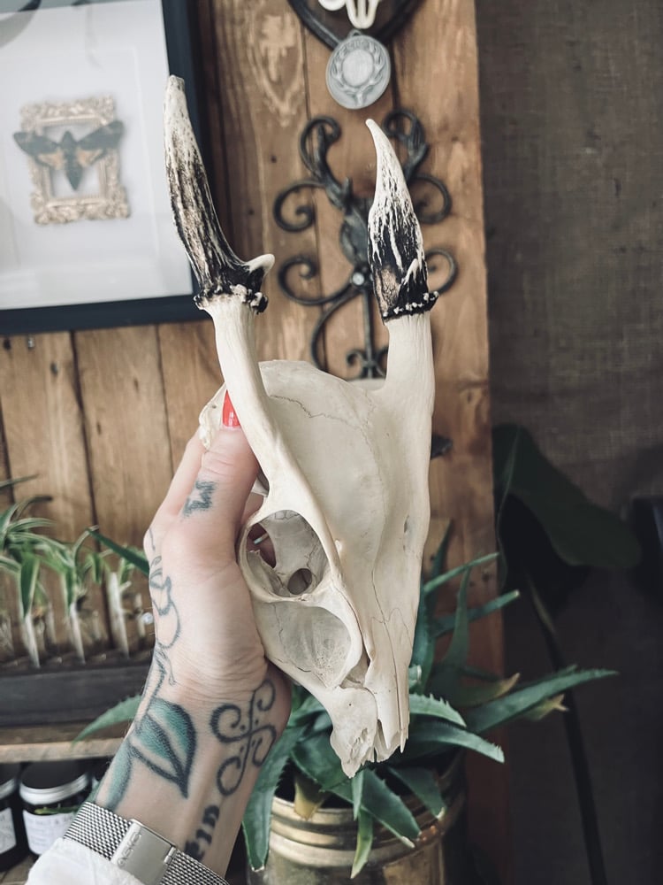 Image of Large Muntjac Skull 