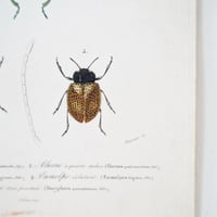 Image 15 of Illustration Ancienne Insectes