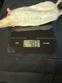 Image 2 of ExBreeder Rats