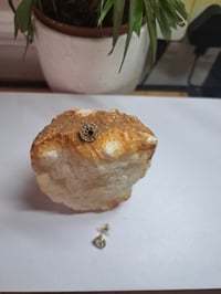 Image 5 of Paws 🐾 