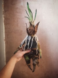 Image 4 of SPRING SENTINELS #2