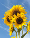  Sunflower Garden Mug - Lt. Blue