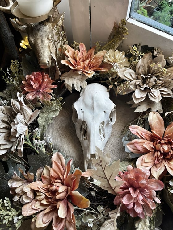 Image of Fallow Deer Doe Skull 