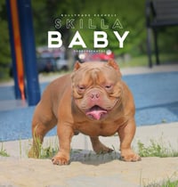 SKILLA BABY STUD FEE 