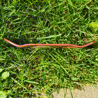 Image 4 of 33.3mm Street(King Mold) "Fallen Rex" Real Wear Graphic