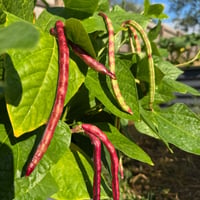 Image 3 of Purple Hull Cowpea Seeds