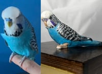 Image 3 of Custom Engraved Budgie Parakeet Handpainted To Your Photos Bird Mini Keepsake Urn Pet Portrait